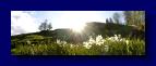 97 Golica Narzissenbluete 080508-171800