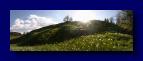 97 Golica Narzissenbluete 080508-172030